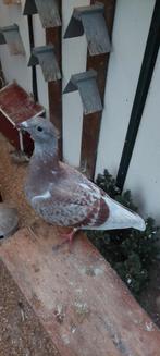 Jonge (kleur) postduiven, Dieren en Toebehoren, Vogels | Duiven, Meerdere dieren, Postduif