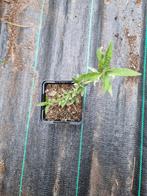 Vlinderstruik te koop, Tuin en Terras, Planten | Tuinplanten, Ophalen, Zomer, Overige soorten, Volle zon