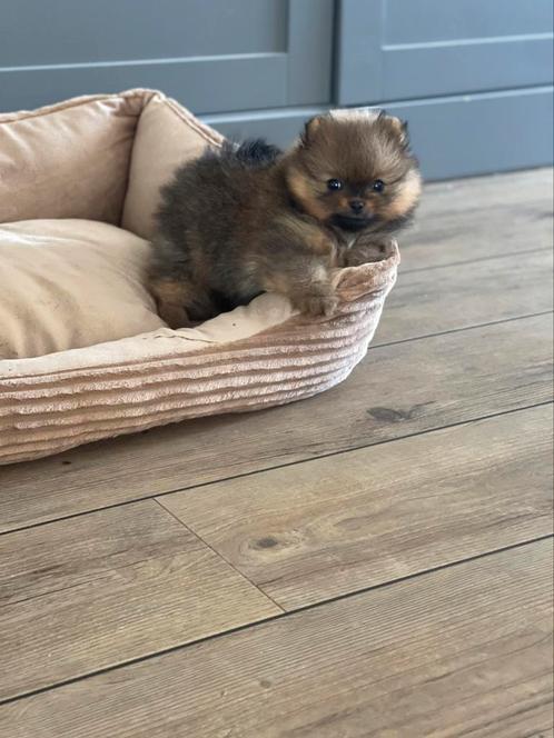 Pomeranian Pomeriaan pup reutje hier bij ons thuis geboren., Dieren en Toebehoren, Honden | Poolhonden, Keeshonden en Oertypen