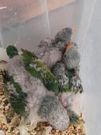 Tamme Baby Alexander Parkieten
In diverse leeftijden, Meerdere dieren, Geringd