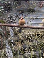 Rode  Kardinaal pop., Dieren en Toebehoren, Vogels | Overige Vogels, Vrouwelijk, Wildzangvogel, Geringd