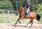 Springpaard ruin corico z, Dieren en Toebehoren, Paarden, Springpaard, Gechipt, Ruin, M