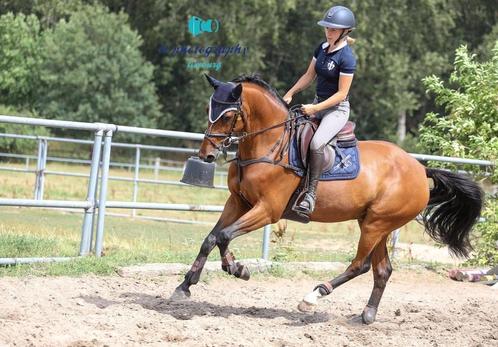 Springpaard ruin corico z, Dieren en Toebehoren, Paarden, Ruin, M, 160 tot 165 cm, 7 tot 10 jaar, Springpaard, Met stamboom, Gechipt