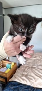 2 Kittens zoeken nog een liefdevol huis, Dieren en Toebehoren, Katten en Kittens | Overige Katten, Meerdere dieren