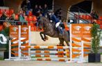 LEERPONY E PONY RUIN, Dieren en Toebehoren, Pony's, E pony (1.48m - 1.57m), Z, Gechipt, Ruin