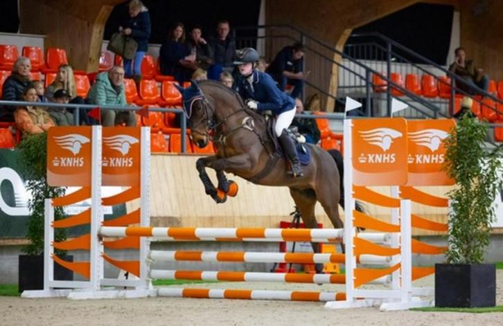 LEERPONY E PONY RUIN, Dieren en Toebehoren, Pony's, Ruin, Z, E pony (1.48m - 1.57m), Recreatiepony, 11 jaar of ouder, Met stamboom