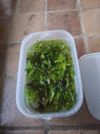 Waterplanten aquarium, Dieren en Toebehoren, Ophalen, Zo goed als nieuw, Plant(en), Steen of Hout