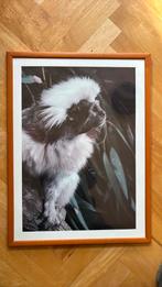 Ingelijste foto van aap, Huis en Inrichting, Ophalen, Zo goed als nieuw, Hout