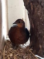 Gevlekte bospatrijs haan, Dieren en Toebehoren, Mannelijk, Tropenvogel, Geringd
