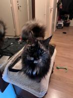 Main coone poes, Dieren en Toebehoren, Katten en Kittens | Raskatten | Langhaar, Poes
