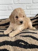 Maltipoo reutjes (maltezer x toy poedel), Dieren en Toebehoren, Honden | Chihuahua's en Gezelschapshonden, CDV (hondenziekte)
