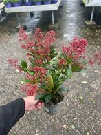 Skimmia Japonica - Sierheester voor de tuin, Vaste plant, Halfschaduw, Winter, Ophalen