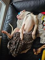 Knuffelwuff leather XXXL orthopedisch hondenmand, Dieren en Toebehoren, Ophalen, Nieuw, Overige