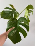 Stek 3 - monstera variegata, Huis en Inrichting, Kamerplanten, Ophalen of Verzenden, Halfschaduw, Minder dan 100 cm