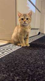 Britse korthaar kitten, Dieren en Toebehoren, Katten en Kittens | Overige Katten, Poes, Kortharig, 0 tot 2 jaar