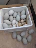 Uitgeblazen eieren divers, Ophalen