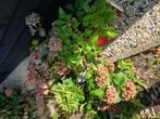 Hortensia, Tuin en Terras, Ophalen, Overige soorten, Halfschaduw
