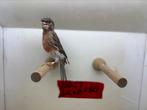 Karlekijn kanarie pop, Dieren en Toebehoren, Vogels | Kanaries, Mannelijk, Kleurkanarie