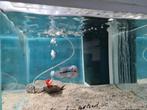 Flowerhorn Red Pearl Cichlide, Dieren en Toebehoren, Vissen | Aquariumvissen, Vis, Zoetwatervis
