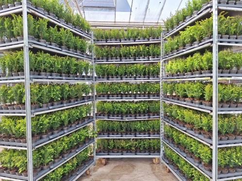 plantgoed boomkwekerij taxus prunus, Tuin en Terras, Planten | Tuinplanten, Overige soorten, Ophalen of Verzenden