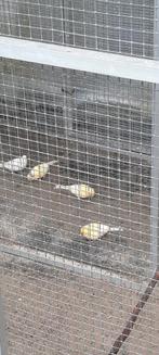 2 waterslagers mannen 2025 geringd, Mannelijk, Kleurkanarie