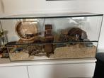 Glazen hamsterkooi / terrarium incl. attributen, Dieren en Toebehoren, Knaagdieren en Konijnen | Hokken en Kooien, Kooi, Gebruikt