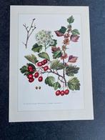 10 prenten struiken/bomen 19x27cm samen 20 euro oa esdoorn, Ophalen of Verzenden, Natuur en Biologie