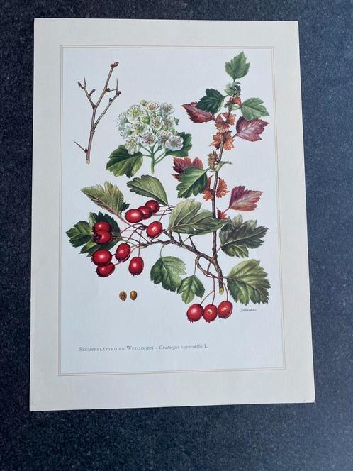 10 prenten struiken/bomen 19x27cm samen 20 euro oa esdoorn, Antiek en Kunst, Antiek | Schoolplaten, Natuur en Biologie, Ophalen of Verzenden