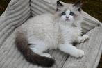 Mooie ragdoll kittens met stamboom, Dieren en Toebehoren, Katten en Kittens | Raskatten | Langhaar, Kater, Gechipt, 0 tot 2 jaar