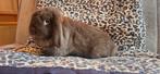 Lieve voedster beschikbaar, Dieren en Toebehoren, Konijnen, Vrouwelijk, Klein, Hangoor, 0 tot 2 jaar