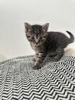 Lieve kitten te koop!🐱, Poes