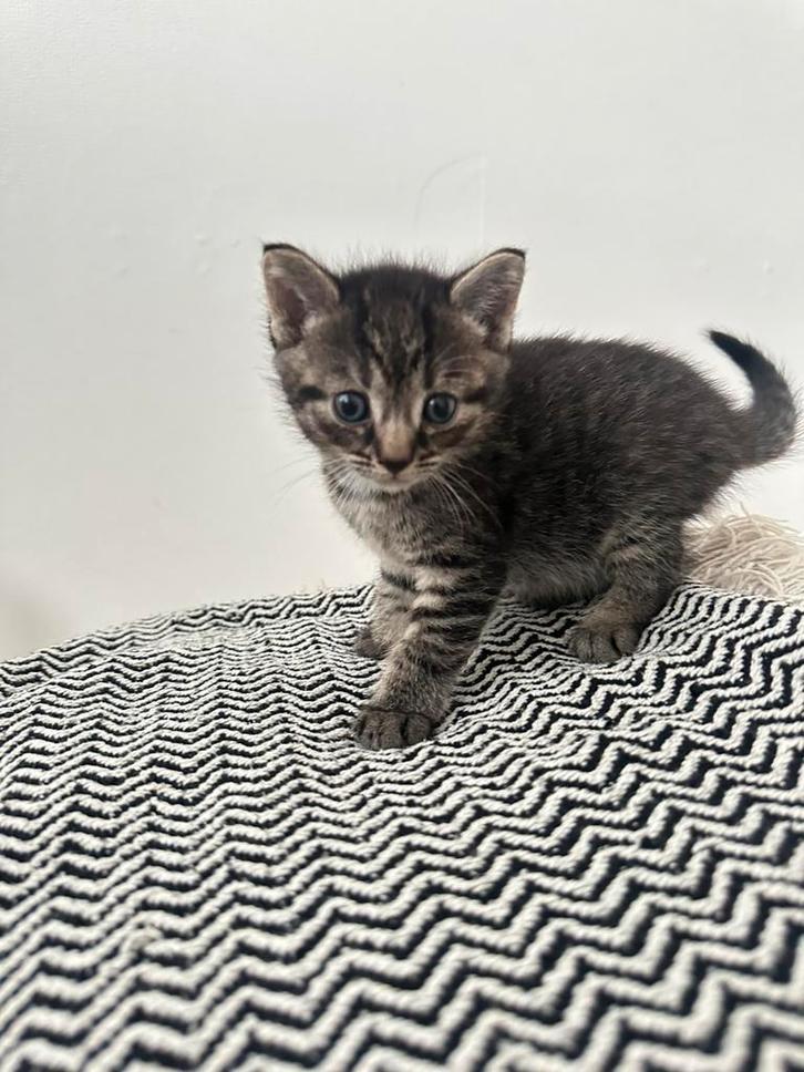 Lieve kitten te koop!🐱, Dieren en Toebehoren, Katten en Kittens | Overige Katten, Poes