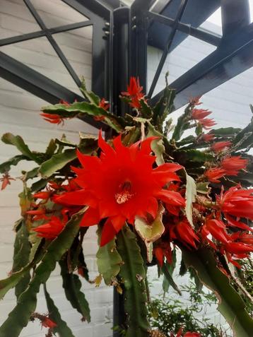 Epiphyllum ackermanii lidcactus rood stekken! beschikbaar voor biedingen