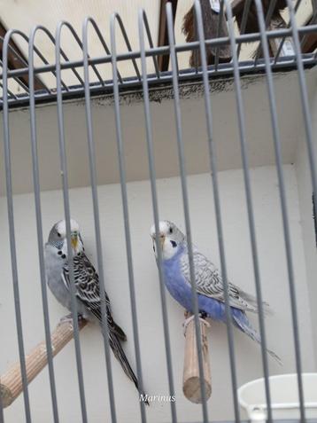 blackface beschikbaar voor biedingen