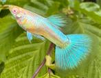 🔹 Albino Blue Singa Blue Tail Guppen 🔹, Dieren en Toebehoren, Vissen | Aquariumvissen, Vis, Zoetwatervis, Schoolvis