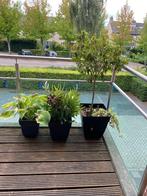 3 balkonplanten in pot wegens verhuizing planten, Ophalen, Overige soorten
