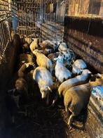 Koppel lammeren, Dieren en Toebehoren, Schapen, Geiten en Varkens, Meerdere dieren, Schaap