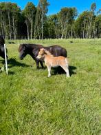 Super lieve mooi kinderpony met schitterend merrieveulen.