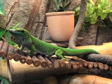 Phelsuma Grandis, Madagascar daggecko beschikbaar voor biedingen