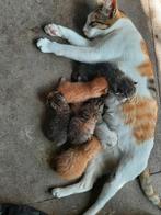 Kittens, Dieren en Toebehoren, Ophalen of Verzenden, Zo goed als nieuw