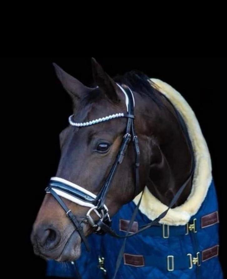 Leaser gezocht, Dieren en Toebehoren, Paarden en Pony's | Verzorgingsproducten, Ophalen