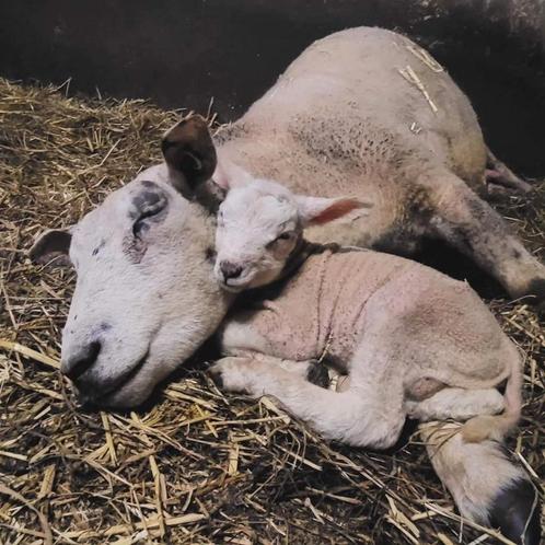 Fleslammeren gevraagd, Dieren en Toebehoren, Schapen, Geiten en Varkens, Schaap, Geslacht onbekend, 0 tot 2 jaar