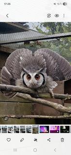 Witgezicht uil, Dieren en Toebehoren, Meerdere dieren, Tropenvogel, Geringd