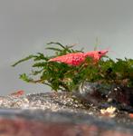 High Grade rode garnalen, Dieren en Toebehoren, Vissen | Aquaria en Toebehoren, Nieuw, Plant(en), Steen of Hout, Ophalen