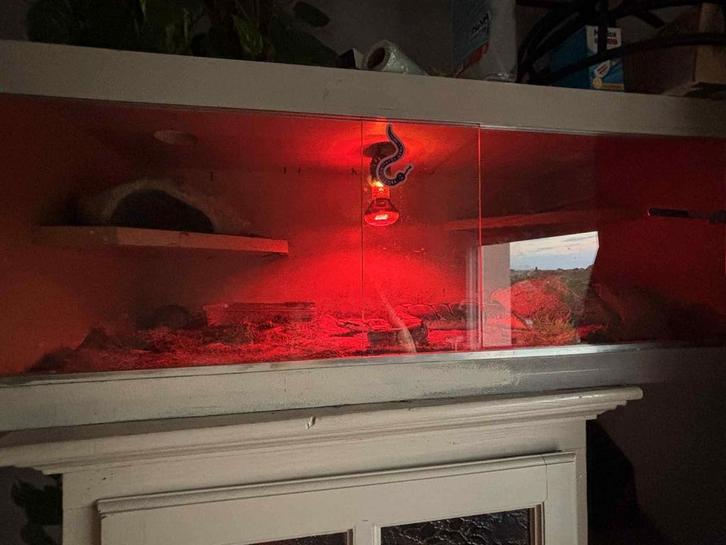 Python Regius, Dieren en Toebehoren, Reptielen en Amfibieën | Toebehoren, Zo goed als nieuw, Terrarium of Paludarium, Ophalen of Verzenden