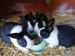 Jonge konijntjes, Hollander konijnen, Vrouwelijk