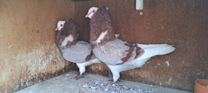 Te koop sierduiven Oudhollands kapucijnen duiven, Dieren en Toebehoren, Vogels | Duiven, Overige soorten, Meerdere dieren