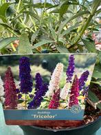 3 kleurige vlinderstruik in 19 cm pot vol knoppen, Ophalen, Zomer, Overige soorten, Volle zon