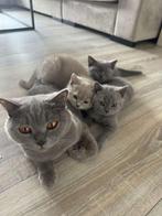 Briste korhaar kittens mogen nestje verlaten!, Meerdere dieren, Ontwormd, 0 tot 2 jaar