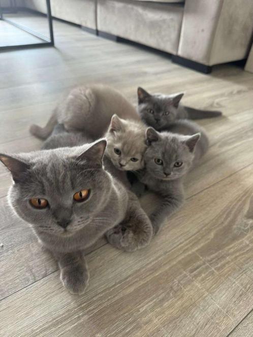 Briste korhaar kittens mogen nestje verlaten!, Dieren en Toebehoren, Katten en Kittens | Raskatten | Korthaar, Meerdere dieren
